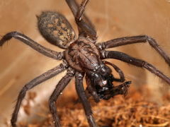 Eratigena