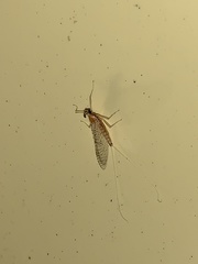 Ephemeroptera