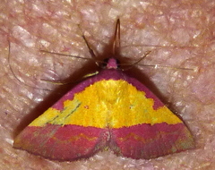 Phytometra rhodarialis