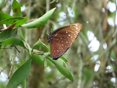 Euploea phaenareta