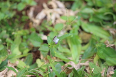Zizula hylax pygmaea