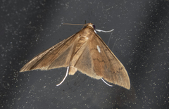 Sericoplaga externalis