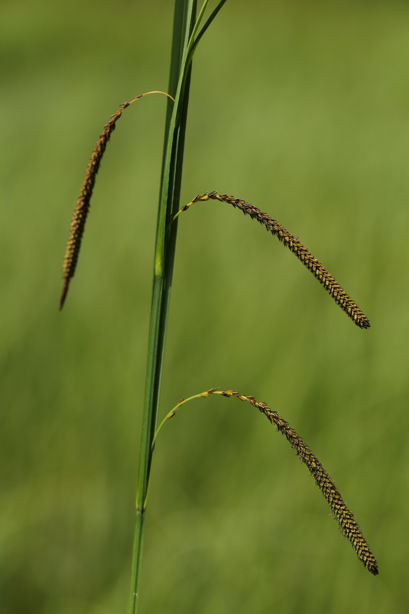 Carex aquatilis var. dives