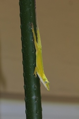 Anolis carolinensis