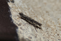 Neurobathra strigifinitella