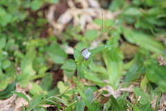 Zizula hylax pygmaea