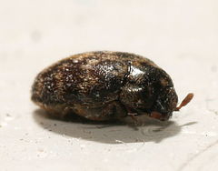 Trogoderma glabrum