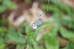 Zizula hylax pygmaea