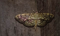 Haritalodes derogata