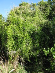 Asparagus falcatus