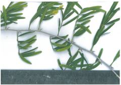 Asparagus falcatus