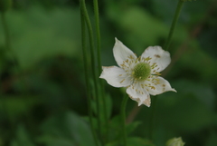 Anemone cylindrica