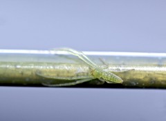 Cetratus rubropunctatus