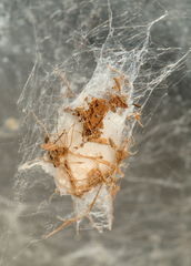 Eratigena