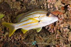 Lutjanus carponotatus