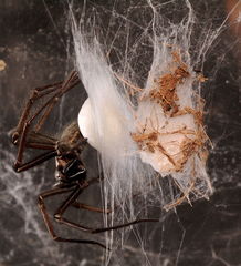 Eratigena