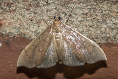 Sericoplaga externalis