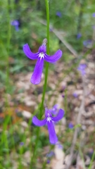 Lobelia dentata
