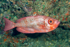 Hawaiian Bigeye photo 4