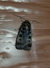 Pseudohermonassa tenuicula