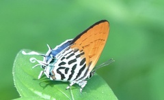 Drupadia ravindra moorei
