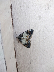 Dysstroma latefasciata