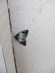 Dysstroma latefasciata