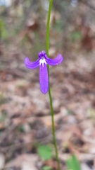 Lobelia dentata