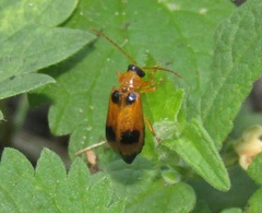 Phyllobrotica quadrimaculata