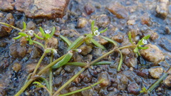 Crassula natans minus