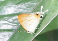 Hypolycaena thecloides