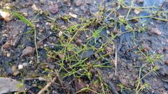 Crassula natans minus