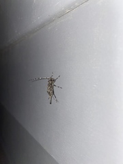 Graphisurus despectus