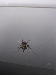 Graphisurus despectus