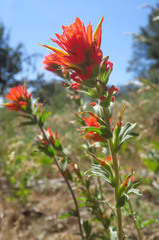 Castilleja hispida acuta