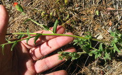 Castilleja hispida acuta