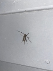 Graphisurus despectus