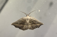 Metanema determinata