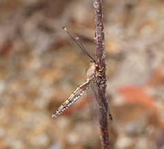 Suhpalacsa subtrahens