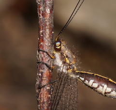 Suhpalacsa subtrahens