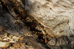 Ropalidia socialistica