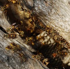 Ropalidia socialistica