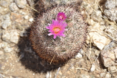 Escobaria alversonii