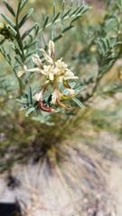 Astragalus bolanderi
