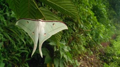 Actias selene