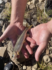 Ptychocheilus oregonensis