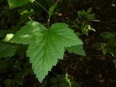 Ribes petraeum