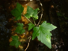 Ribes petraeum