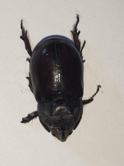 Oryctes nasicornis