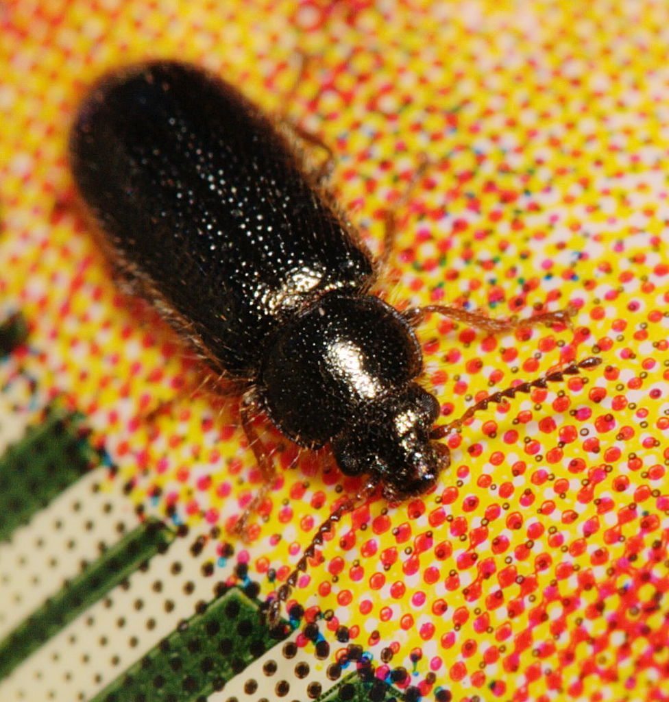 Rhadalinae
